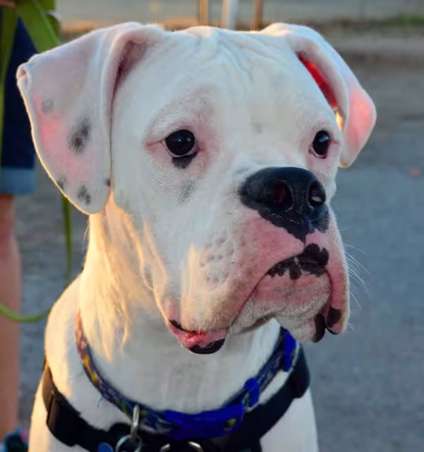 O Bulldog Americano é uma raça muito protetora e leal