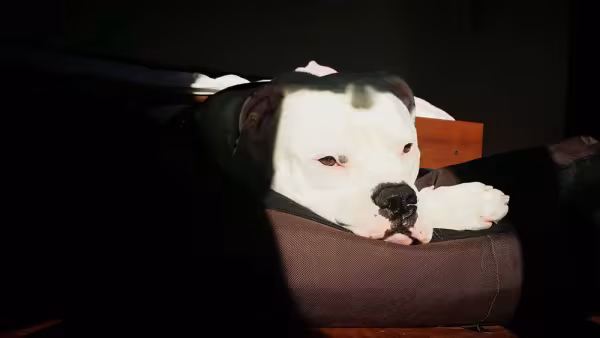 Bulldog americano é perigoso? Se bem criado, cão é dócil e calmo