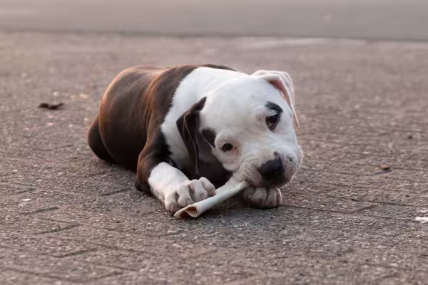 O Bulldog Americano filhote é de uma fofura sem tamanho!