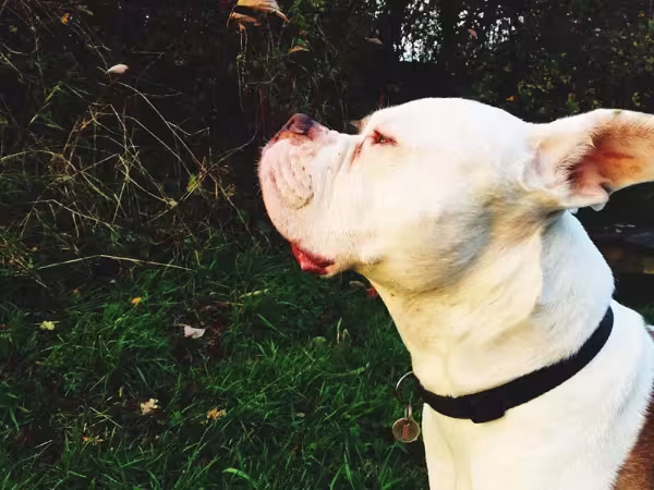 Bulldogue americano é uma raça inteligente e fiel
