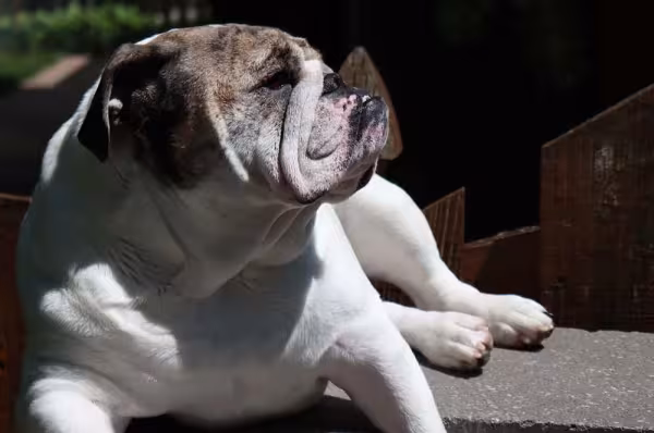 Bulldog Americano pode ficar chateado quando ignorado