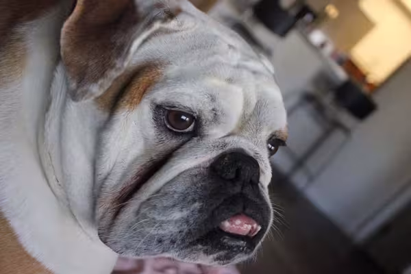 Os dentes do Bulldog Americano precisam ser escovados com frequência