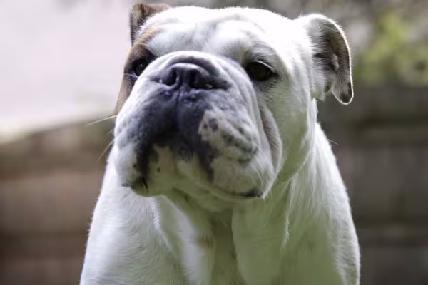 O Bulldog Americano é uma raça que possui muita força e destreza