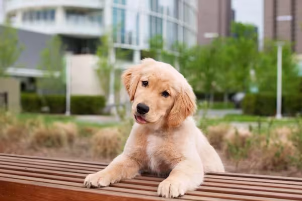 Golden Retriever filhote apoiado em cima de banco