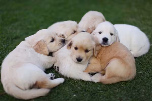 Vários filhotes de Golden Retriever juntos