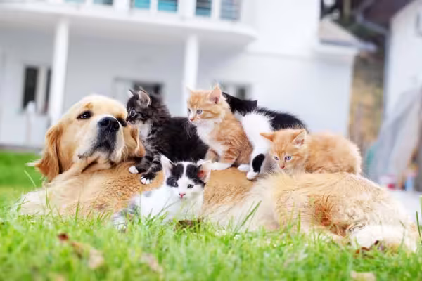 Golden Retriever com vários gatos em cima dele