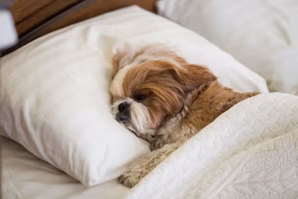 Uma das características do Shih Tzu é que ele é menos ativo que outras raças