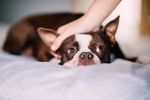 Além de um ótimo cachorro para apartamento, o Boston Terrier é muito apegado