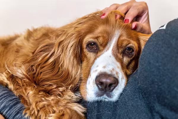 Como um bom cachorro para apartamento, o Cocker Spaniel é um grude com a famí­lia