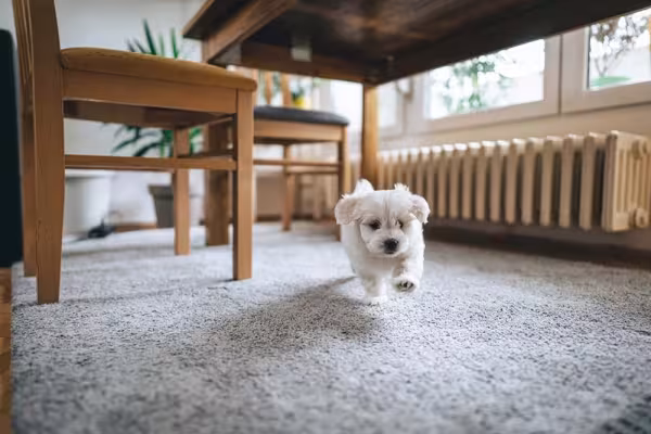 O Bichon Frisé é alegre, divertido e extremamente gentil