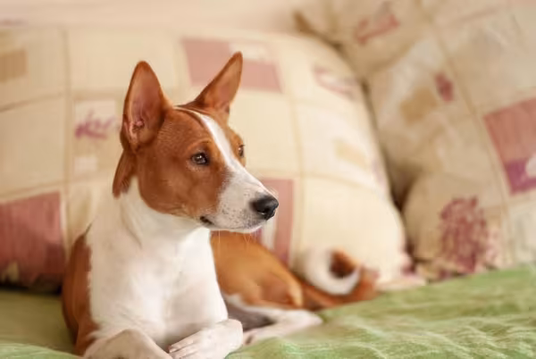 O Basenji é um cãozinho de fácil convivência