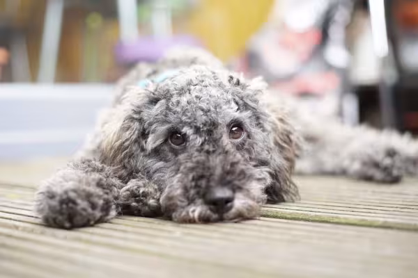 O Poodle é um companheiro muito afetuoso e inteligente