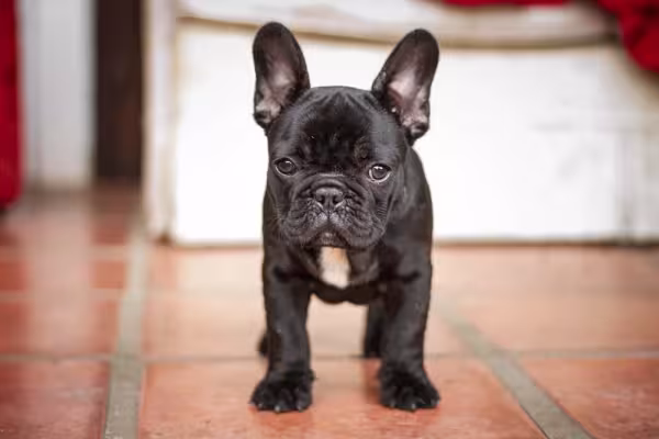 O Bulldog Francês ama estar perto dos seus donos