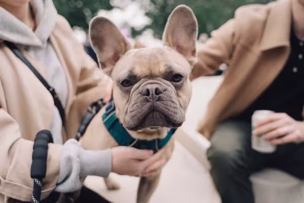 Apesar de um bom cachorro de apartamento, Bulldog Francês não gosta de ficar só