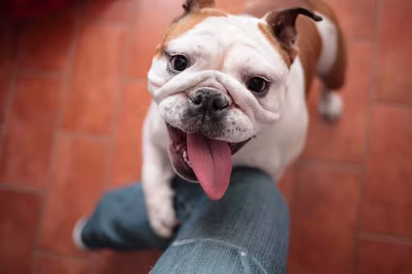A raça de cachorro Bulldog é bem esperta e brincalhona
