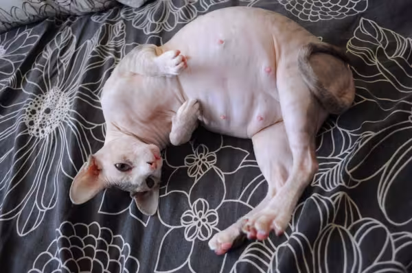 Gestação de gato: as gatinhas precisam de uma alimentação bem completa nessa fase
