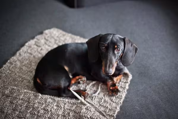 O Dachshund é um pouquinho temperamental, mas muito devoto da famí­lia