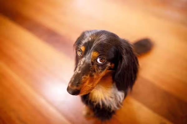 Cachorro para apartamento pequeno: raça se dá bem em espaços menores