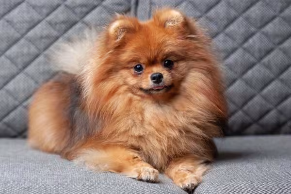 O Lulu da Pomerânia é bom para apartamento porque é compacto