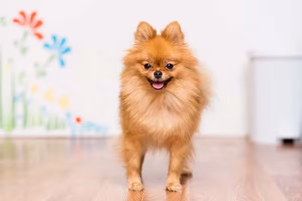 Não existem motivos para não ter um Lulu da Pomerânia!