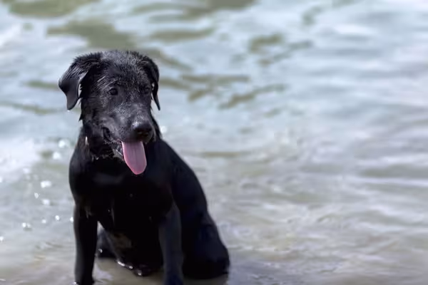 Ele curte água? Poseidon é outro nome de cachorro preto grande