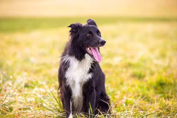 O lindo Border Collie preto e branco pode se chamar Bono