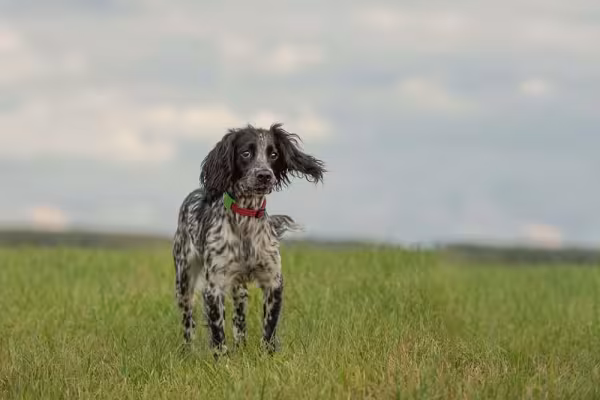 Alfred é um exemplo de nome para o cachorro Cocker Spaniel preto e branco