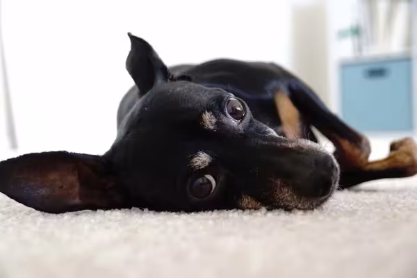 São nomes para o Pinscher preto e pequeno: Pingo e Valentim
