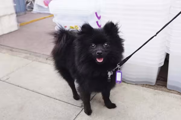 O Spitz Alemão preto (ou Lulu da Pomerânia) pode se chamar Charlie
