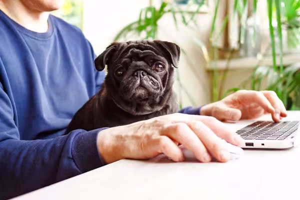 O pequeno Pug preto pode receber o nome de Godofredo