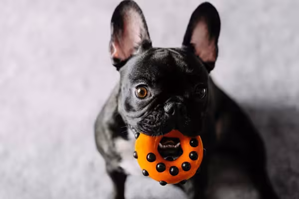 O Bulldog Francês ou Inglês preto pode ser Bidu