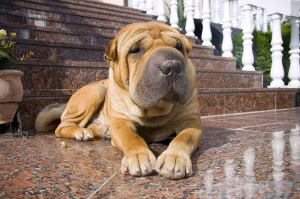 A raça de cachorro Shar Pei é calma e tranquila