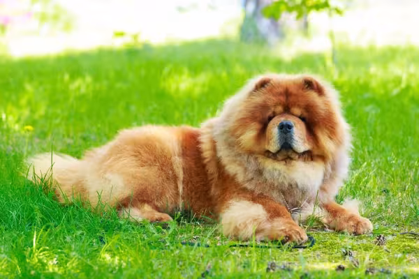 Raça de cachorro Chow Chow não é muito energética