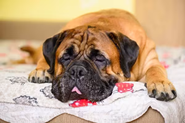 Animais preguiçosos: mesmo sendo grande, o Bullmastiff é tranquilo