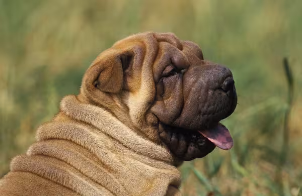 Raça Shar Pei, mesmo sendo independente, precisa se exercitar