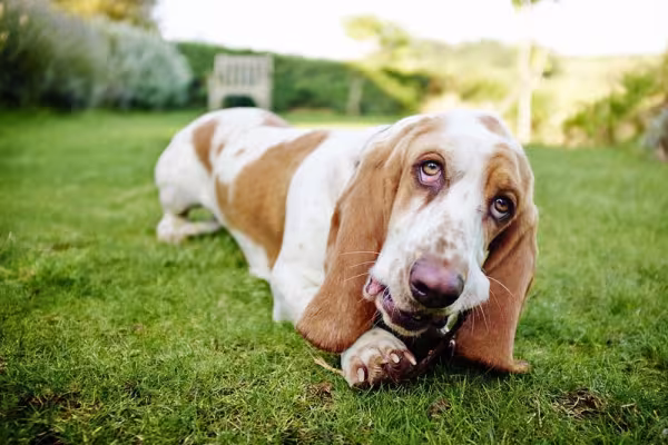 Cachorro Basset Hound deve manter as atividades físicas em dia