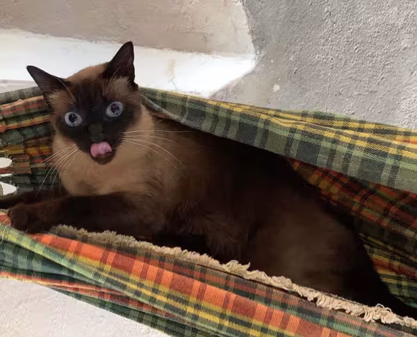 A Luna, do Gustavo Freitas, é uma gata Sialata muito brincalhona
