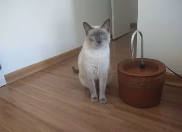 Tom Fletcher é o gato Sialata da Luana Lopes e tem os olhos azuis da raça