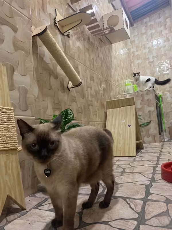 O Gato, da Marcela Fernandes, é uma fofura de Sialata!