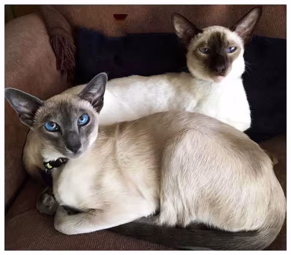 Impossível não se encantar com fotos de gato Siamês!