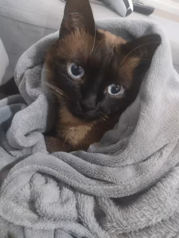 O Zeus, da Tatiana Lima, é um Sialata super apegado à tutora.