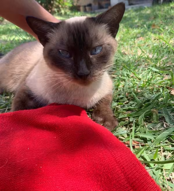 Não pode faltar carinho para o Sialata! A Laysa, assim como um gato Siamês, ama um afago.