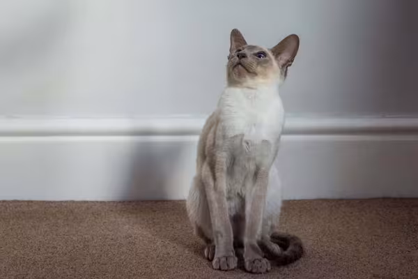 Muitas vezes o gato Siamês é confundido com a raça de gato Thai.