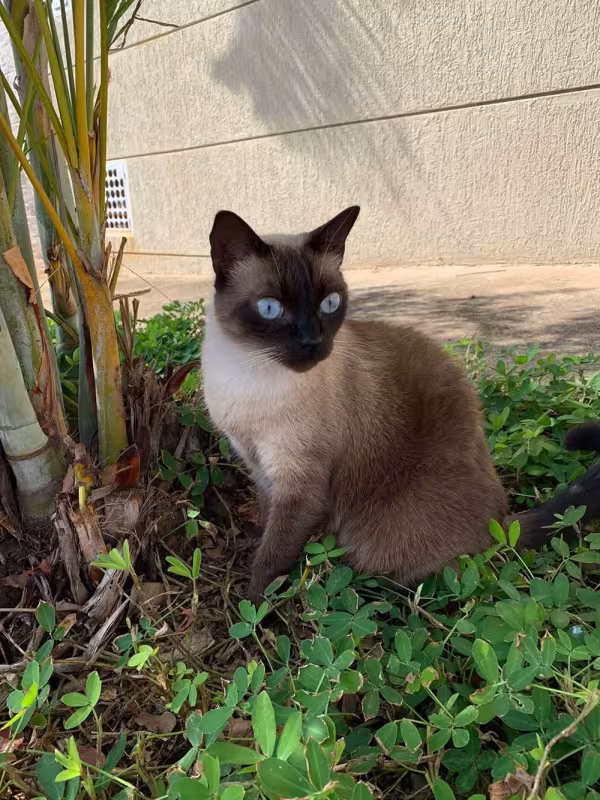 A Sialata do Gustavo Freitas é super curiosa, assim como a raça de gato Siamês