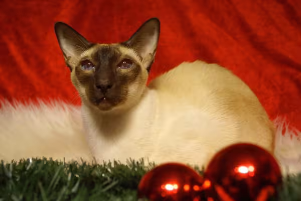 Raça de gato Siamês: seus pelos escuros no focinho são um charme!