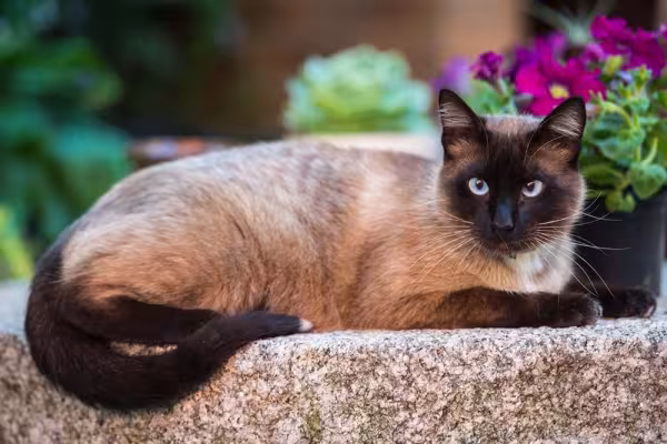 Os Sialatas também podem ter orelhas grandes, uma das características do gato Siamês.