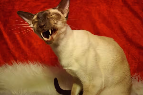 A raça de gato Siamês adora miar para chamar atenção
