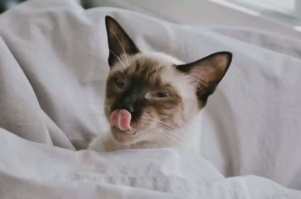 O Sialata adora distribuir lambeijos! Imagens de gatos Siamês são sempre uma graça.