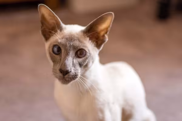 Quantos anos vive um gato Siamês? Entre 15 a 20 anos!