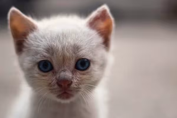 Enquanto outros filhotes de Sialata podem demorar a ter características do gato Siamês.